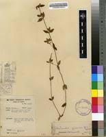 Image result for Oldenlandia goreensis