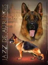 Pin On German Shepherds
