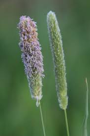 Image result for Daknopholis