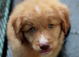 She has a mission.one she believes most dog breeders have forsaken. Page 4 Royalty Free Retriever Puppy Photos Free Download Pxfuel
