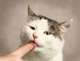 猫はなぜ舐めるの？実は怖い、飼い主には絶対に教えたくない「猫の本音」とは | 猫壱（necoichi）