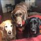 Pueblo Vida Brewing Company, Tucson, Arizona — Southwest Oasis Labrador Rescue (SOLR) Meet & Greet