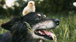 German Shepherd Border Collie Mix Shollie Facts Puppy Prices More