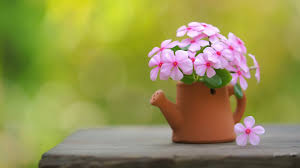 We did not find results for: Wallpaper Flowers Flowerpot Closeup 3840x2160 Tacomanclt 1940209 Hd Wallpapers Wallhere