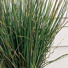 Image result for Juncus exsertus