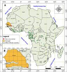 Image result for Blotiella currorii