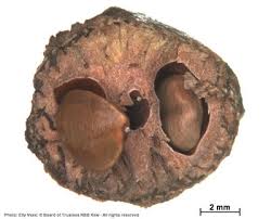 Image result for Polysphaeria harrisii