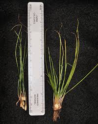 Image result for Isoetaceae