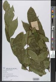 Image result for Trilepisium madagascariense