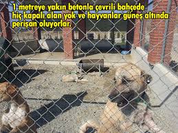 Egefed Ege Hayvan Haklari Federasyonu Genel Kurulu Ve Sonrasi Urla Bergama Dikili Seferihisar Kusadasi Raporu Haykonfed Hayvanlarin Yasam Haklari Konfederasyonu