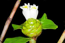 Image result for Costus afer