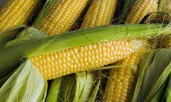 Check spelling or type a new query. 10 Hardest Vegetables To Grow And Maintain Howstuffworks