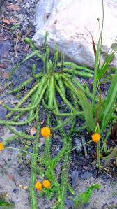 Image result for Lycopodiella caroliniana