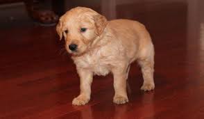 Golden retriever information including personality, history, grooming, pictures, videos, and the akc breed standard. Golden Retriever Puppies 6 Weeks Old For Sale In Lebanon Tennessee Classified Americanlisted Com