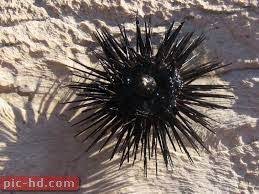صور قنفذ البحر معلومات عن قنفذ البحر Animals Of The World Sea Creatures Sea