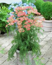 Yarrow Apricot Delight Achillea Apricot Delight Yarrow Yarrow Flower Achillea