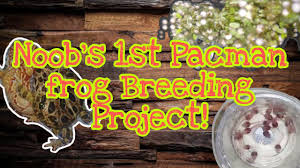 More amphibious frogs tend to lay them in gelatinous masses of many eggs stuck together, collectively called frogspawn. Noob Guy S Pacman Frog Breeding Project From Egg To Frog Youtube