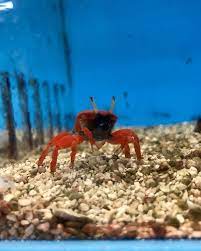 Look At This Adorable Red Burrowing Crab Available In The Saltwater Room Thatifhsplace Thatpetplace Crab Saltwater Saltwater Marine Life Adorable