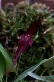 Image result for Orthochilus ruwenzoriensis