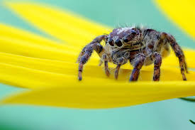 Having the spider tattoo on always can give the wearer. Spider Tattoo Meanings And Spider Symbolism On Whats Your Sign