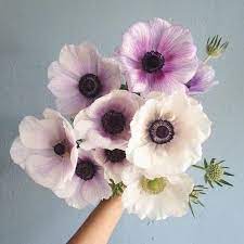 Something So Perfect About Anemone Flower This Bunch Is A Floral Dream Flowers Pretty Flowers Paper Flowers