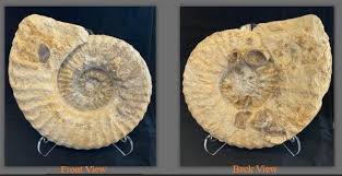 Image result for Pycreus mortonii