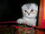 Exotic Folds Cattery - Scottish Fold Cats, Exotic Cats
