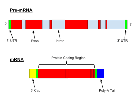 Difference Between Mrna Trna And Rrna Definition Features