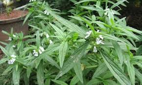 Image result for Leucas