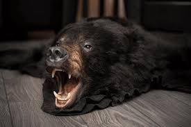 Find great deals on ebay for authentic polar bear rug. Black Bear Skin Rugs Furcanada
