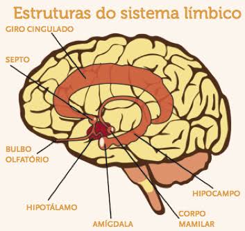Estrutura cerebral que permite empatia é disfuncional no autismo - Portal  Comporte-se