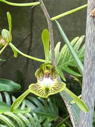 Image result for Eulophia seleensis