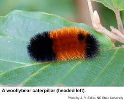 Banded Woollybear Isabella Moth Nc State Extension Publications