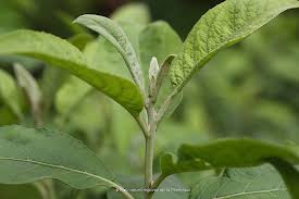 Image result for Pluchea