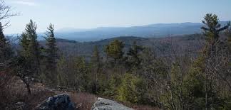 Image result for Xyris capnoides