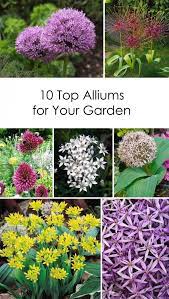 10 Varieties Of Allium That Will Thrive In The Midwest Autumn Flowering Plants Fall Plants Flowers Perennials