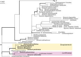 Image result for Senecio urundensis