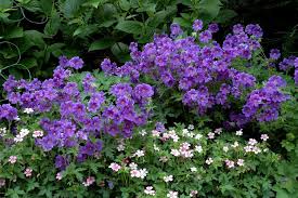 Geranium de qualité, production horticole française : Geranium Vivace Planter Et Tailler Ooreka