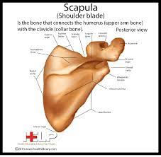 Scapula Shoulder Blade Posterior View Anatomy Bones Upper Limb Anatomy Anatomy And Physiology