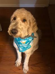 Koda says happy St Patrick's day!