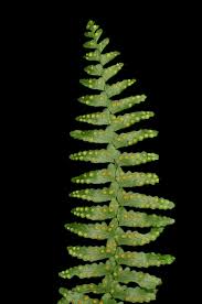 Image result for Arthropteris