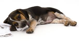 Blue Tick Beagles 30 Fantastic Fun Facts About The Dark