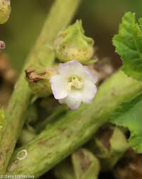 Image result for Malva verticillata