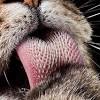 In fact, benign and malignant growths in the mouth account for 10% of all feline tumors and 6% of all canine tumors. 1