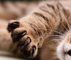 Retractable Claws Why Does My Cat Have Them
