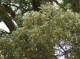 Image result for Acacia melanoxylon