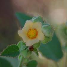 Image result for Sida cordifolia