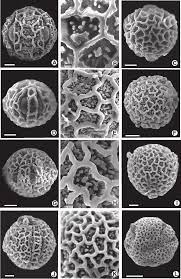 Image result for Schlechterina