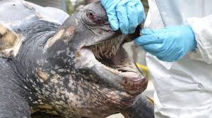 La tortue à carapace molle du yangtsé, la plus grande tortue d'eau douce, peut atteindre un mètre de long et peser jusqu'à 100 kilos. La Tortue Luth Cache La Bouche La Plus Effrayante Au Monde