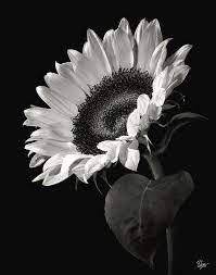 Target.com has been visited by 1m+ users in the past month Sunflower In Black And White Photograph By Endre Balogh